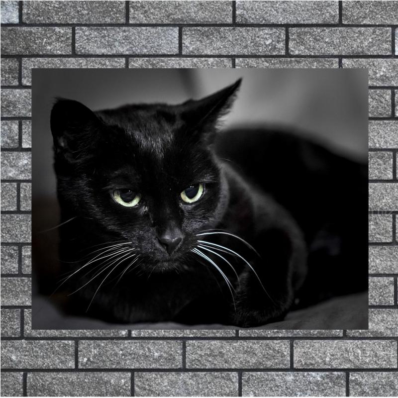 Siyah Kedi Kanvas Tablo-1414
