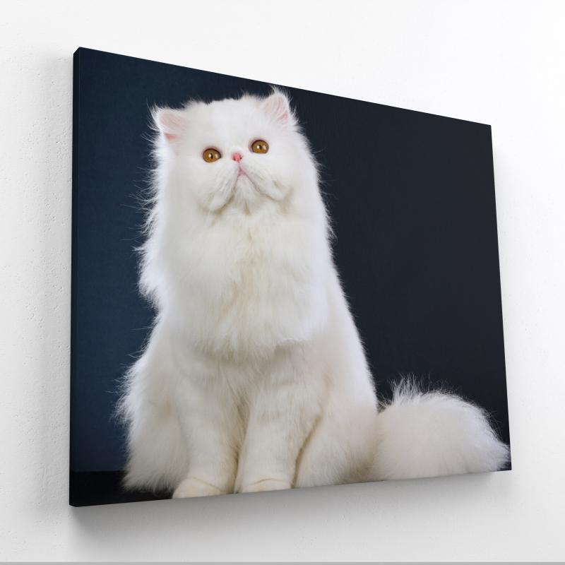 Tatlı Beyaz Kedi Kanvas Tablo Fiyatları &amp; Modelleri İnce Tablo